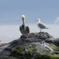 Impertinent Pelican