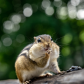 Chipmunk