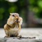 Chipmunk