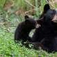 Tenderness