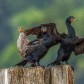  cormorant