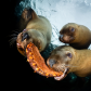 Sea Cucumber Sea Lions
