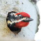  woodpecker