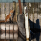 Urban Fox on the docks