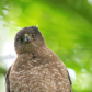 coopers hawk