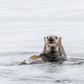 Guardians of the Kelp