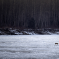 Cautious Crossing
