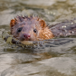Swimming Mink