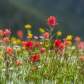 Wildflowers