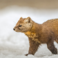 Marten on the Move