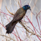 Common Grackle