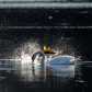 Swan gets photobombed by Carp