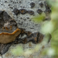 wooden frog