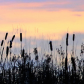 Cattails at Twilight 
