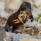 Mink with catch