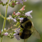 Humble Bee