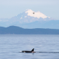 The Salish Sea