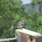Northern Flicker