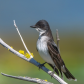 eastern king bird
