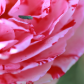 Bug on Rose