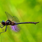 Dragonfly on a Hot Summer's Day