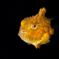Cutest Fish Ever