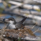 eastern king bird in the nest