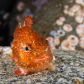 Lumpsucker