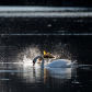 swan gets photobombed