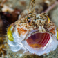 Gulpin' Sculpin