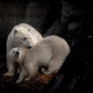 Mom and cub nursing