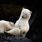 Mom and cub nursing