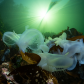 Hooded Nudi Sunburst