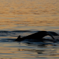 Sunset Dive