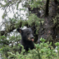 Little Bear