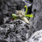 Pika collecting food