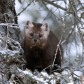 Pine Marten