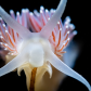 Jewel of the Sea