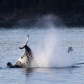 The Seal Kick