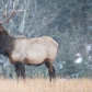 Boris the Elk