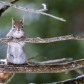 Curious Squirrel