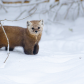 The Adorable Assassin