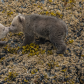 Grizzly cubs smooching 