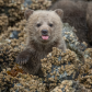 Sassy Grizzly Bear Cub