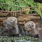 Silly bears 