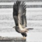 Golden eagle ready
