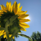 Monarch Butterfly & Sunflower - Hello Sunshine