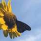 Monarch Butterfly & Sunflower - Hello Sunshine