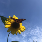 Monarch Butterfly & Sunflower - Hello Sunshine