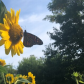 Monarch Butterfly & Sunflower - Hello Sunshine